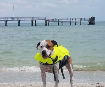 Fort De Soto Dog Park / Beach