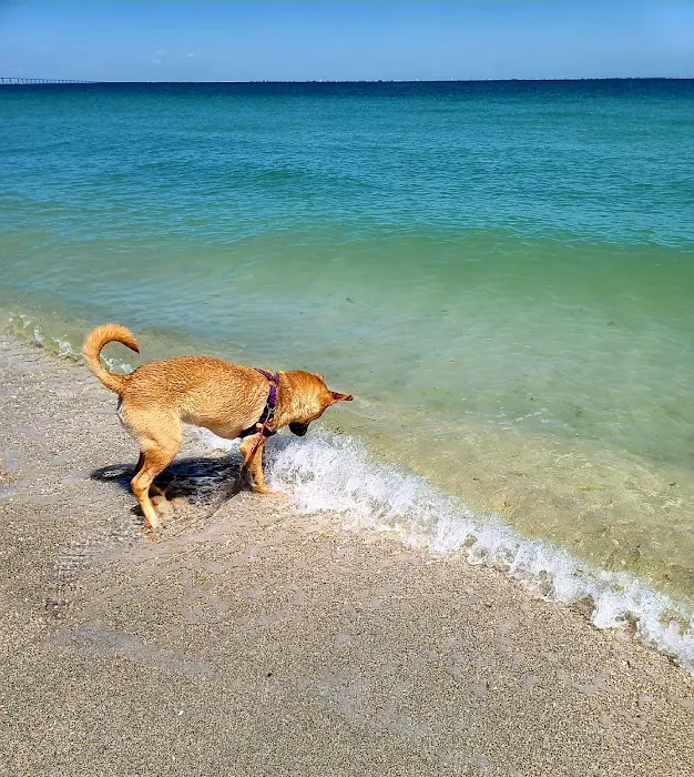 Fort De Soto Dog Park / Beach 8