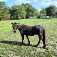 Broderick Dog Park ico