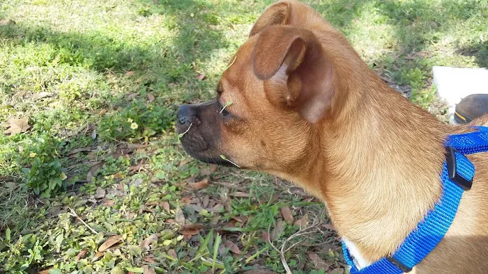 Broderick Dog Park 4