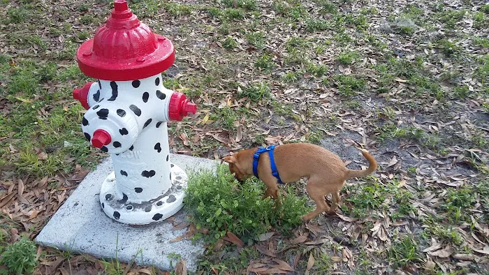 Broderick Dog Park 3