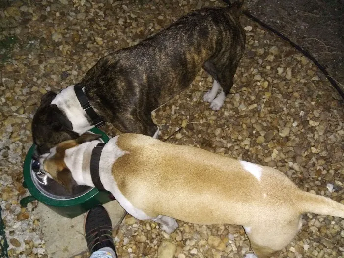John Morroni Memorial Dog Park 5