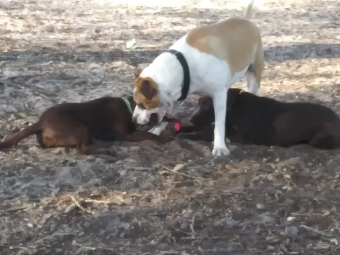 John Morroni Memorial Dog Park 8