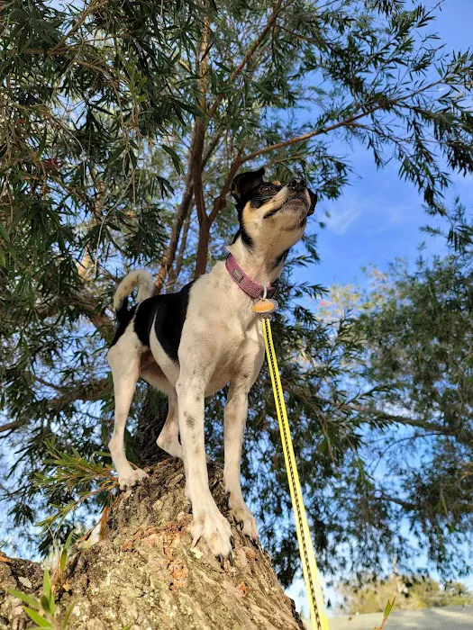 John Morroni Memorial Dog Park 4