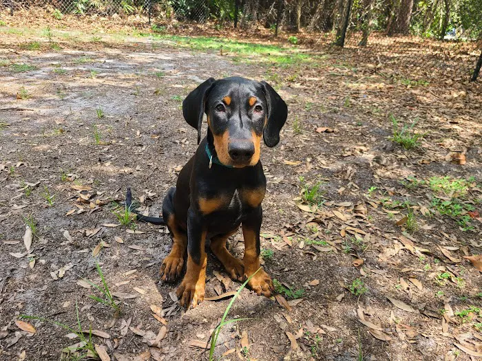 Boca Ciega Millennium Park Dog Park 10