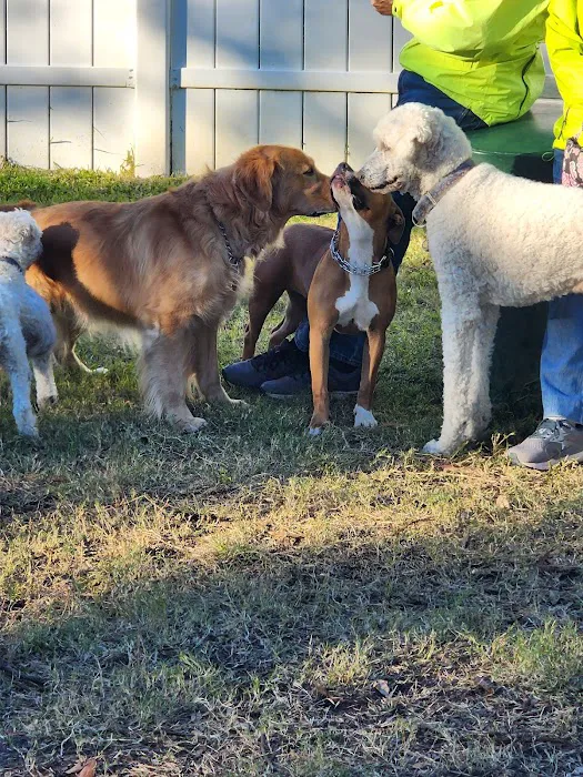 Indian Rocks Beach Dog Park 9
