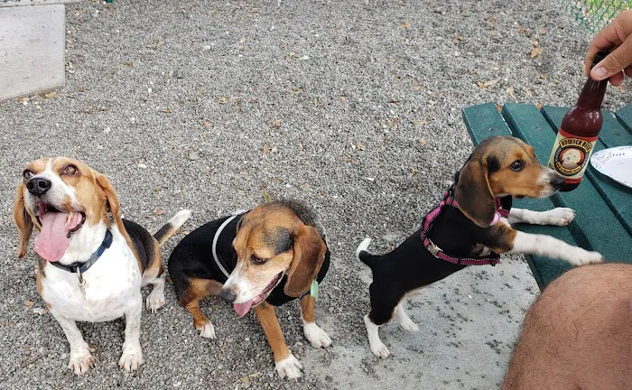 Indian Rocks Beach Dog Park 6