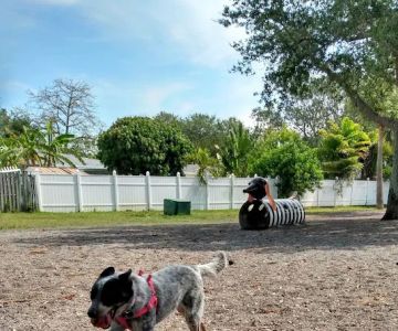 Indian Rocks Beach Dog Park