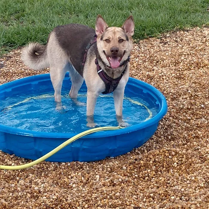 Logan Gate Dog Park 7