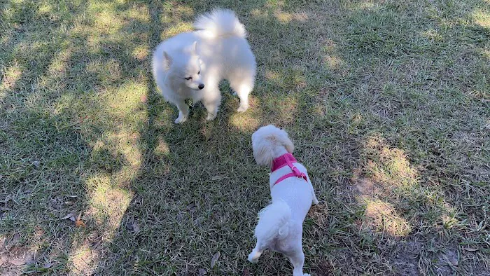 Logan Gate Dog Park 6
