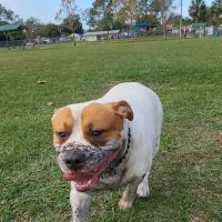 Logan Gate Dog Park ico