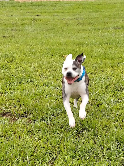 Logan Gate Dog Park 3