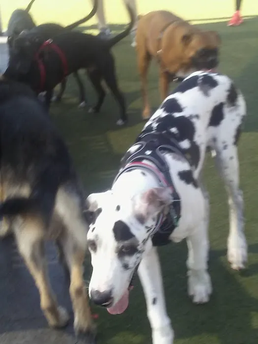 Northwest County Dog Park 5