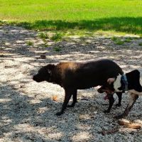 Bark Park (Large) ico