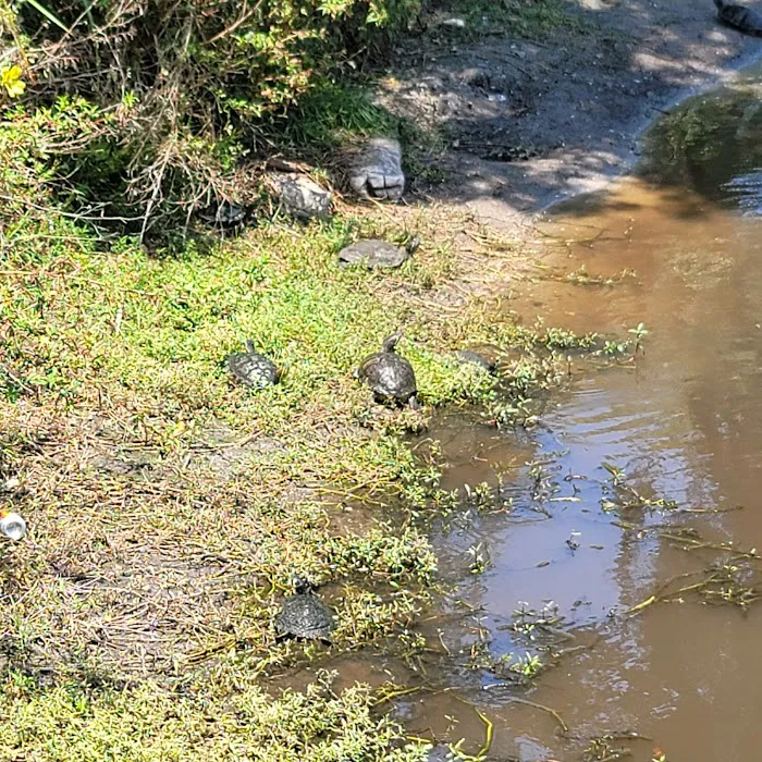Dog Park 10