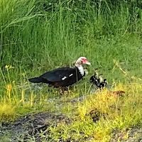 Crest Lake Dog Park ico