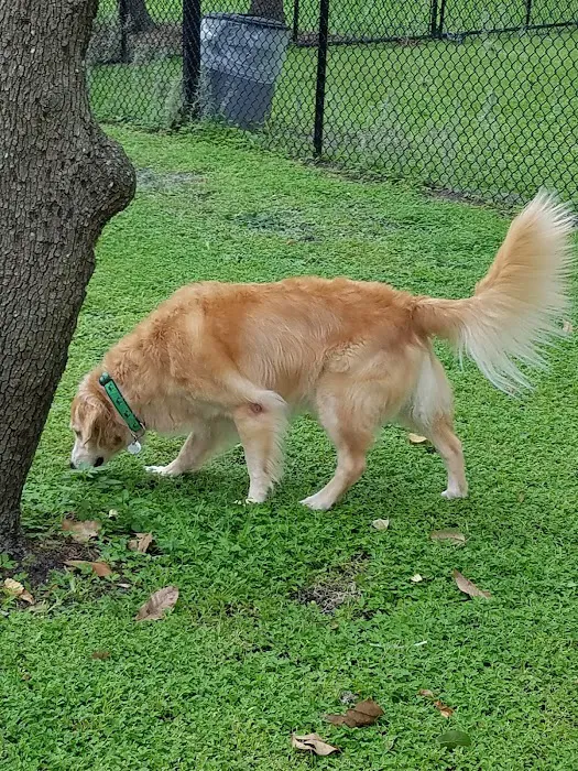 Safety Harbor Dog Park 4