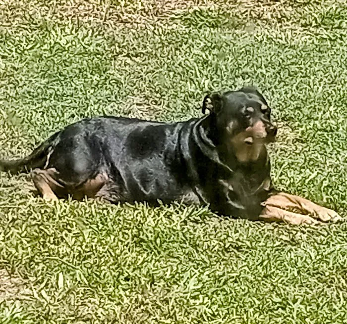 Safety Harbor Dog Park 3