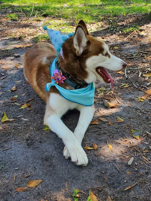 Safety Harbor Dog Park 10