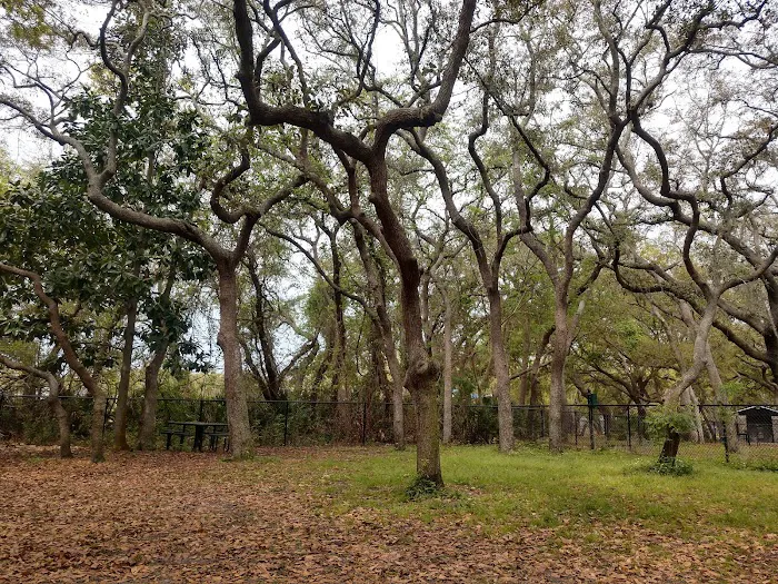 Safety Harbor Dog Park 5