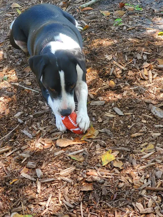 Safety Harbor Dog Park 8