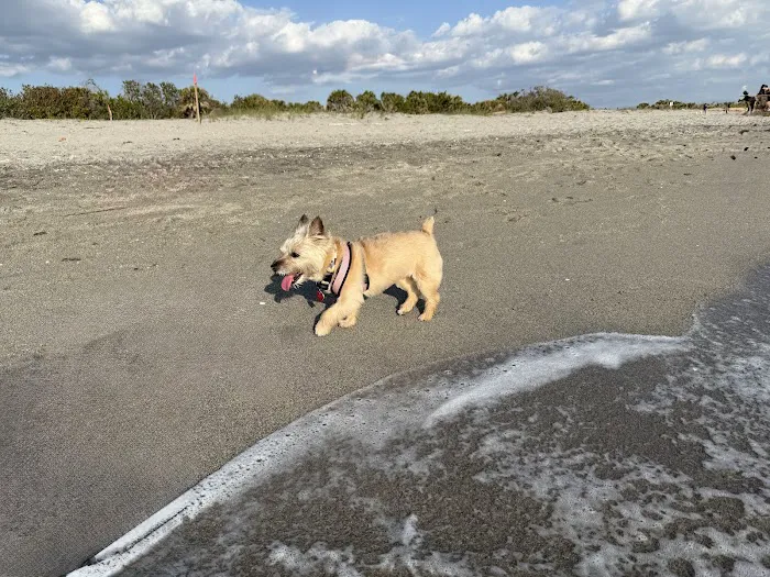 Brohard Paw Park 1