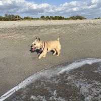 Brohard Paw Park ico
