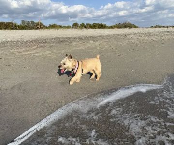 Brohard Paw Park