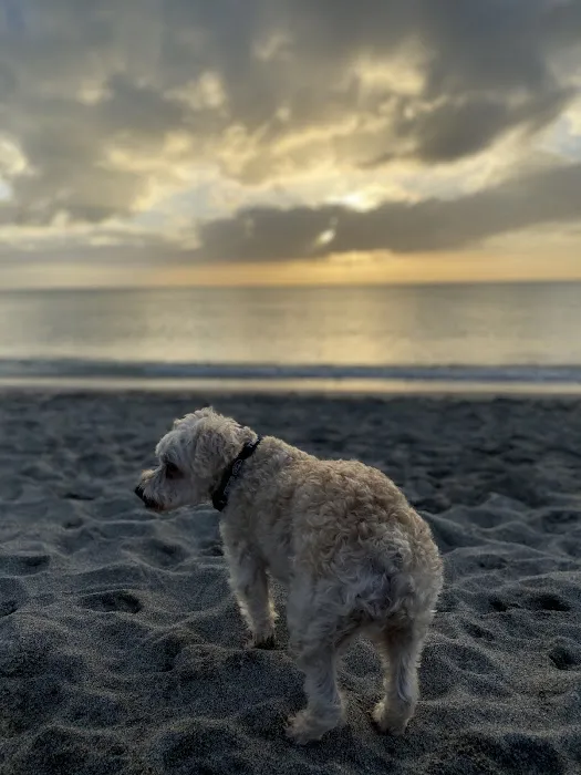 Brohard Paw Park 8