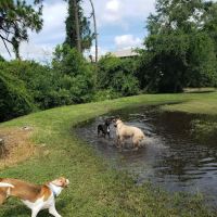 Enterprise Dog Park ico