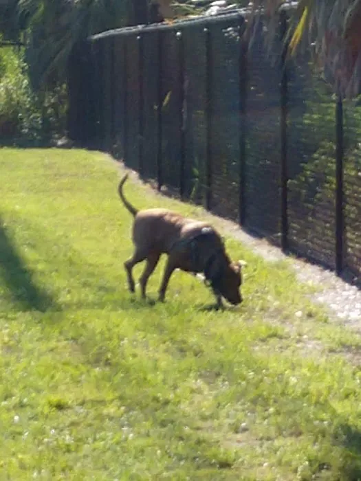 Safety Harbor Dog Run 10