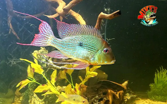 Mike's Killer Fish 9