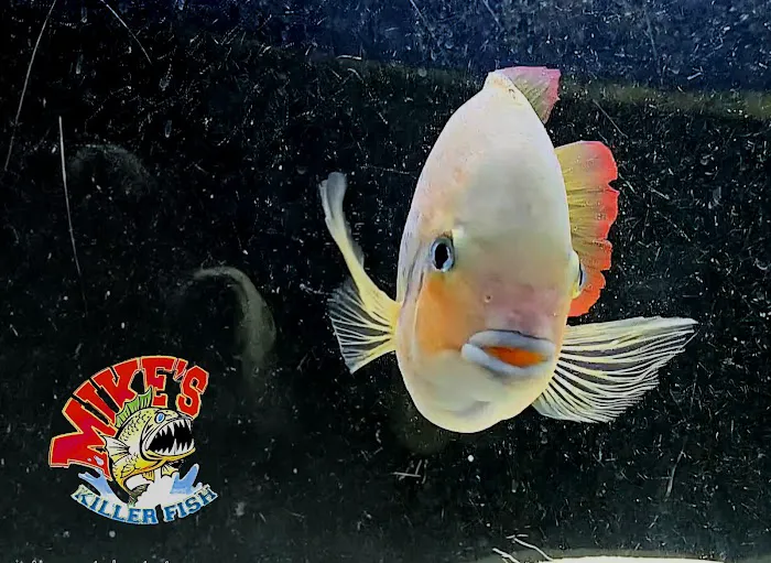 Mike's Killer Fish 3