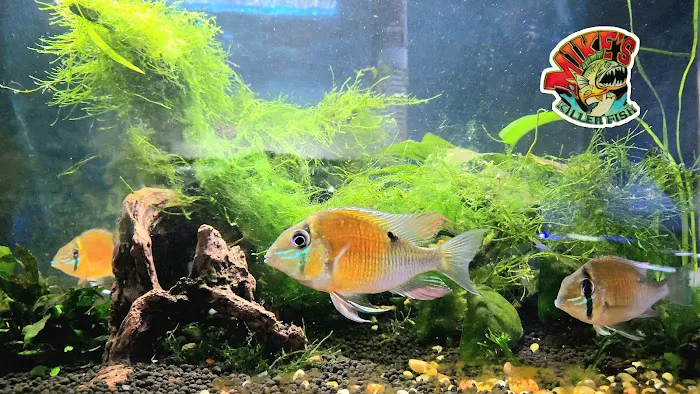 Mike's Killer Fish 6