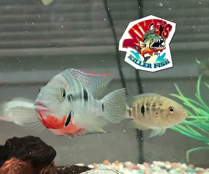 Mike's Killer Fish 5