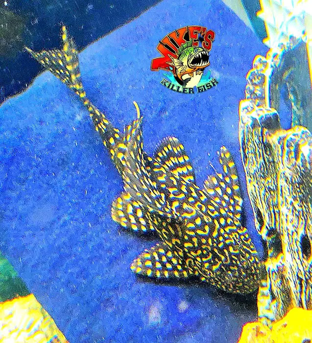 Mike's Killer Fish 8