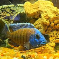 Mike's Killer Fish ico