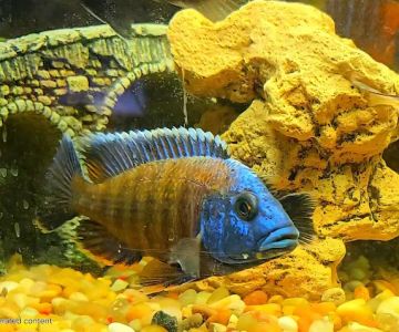 Mike's Killer Fish
