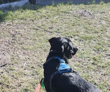 Dog Park