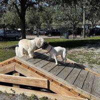Tarpon Springs Dog Park ico