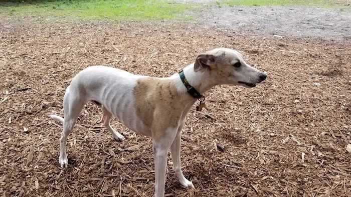 Woodmere Dog Park 4