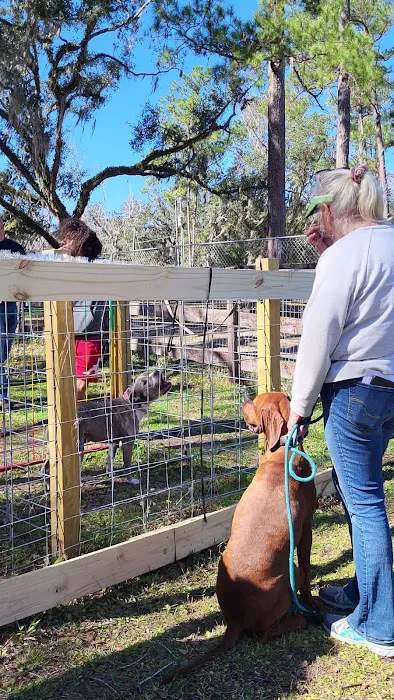 Backyard Dog Racing League 9