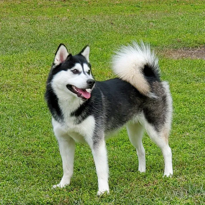 Auburndale Dog Park 3