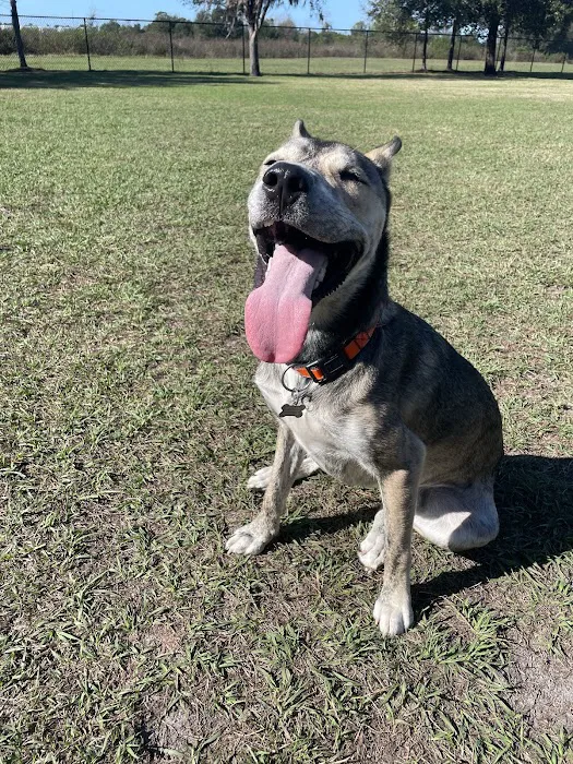 Auburndale Dog Park 2