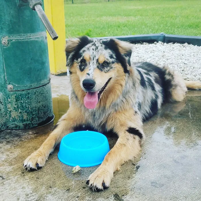 Auburndale Dog Park 7