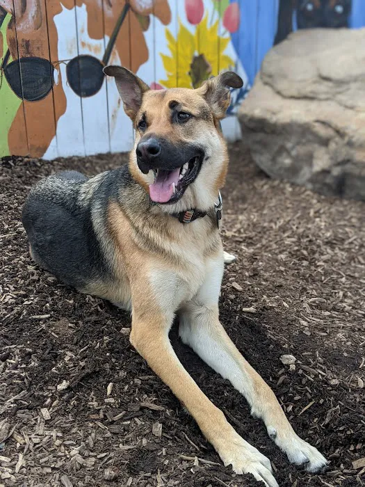 Gulch Dog Park 3