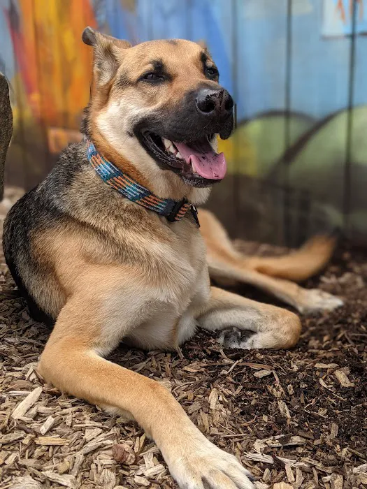 Gulch Dog Park 2