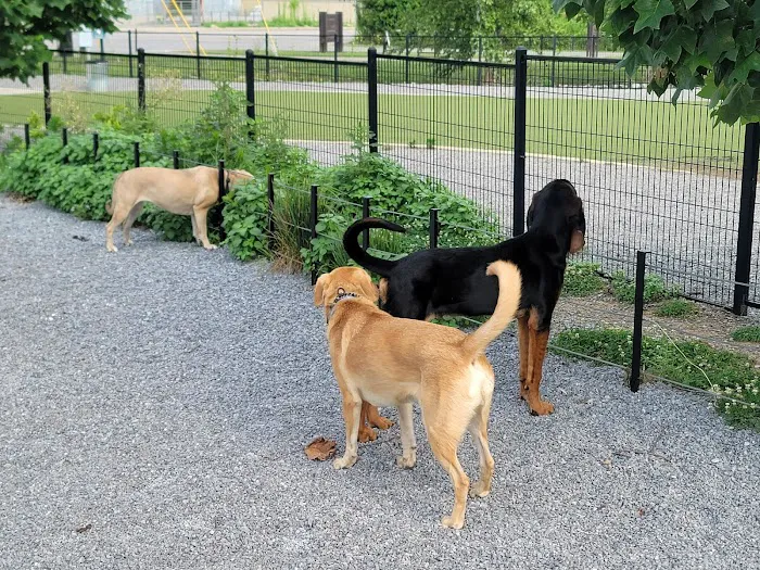Fair Park Dog Park 6