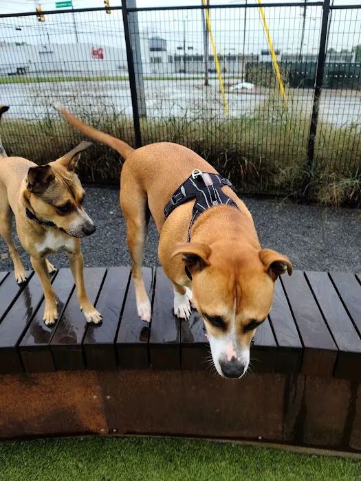 Fair Park Dog Park 5