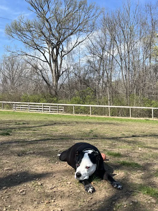 Shelby Dog Park 3